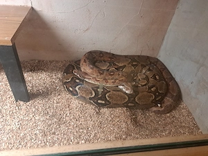 0.1 boa imperator Abzugeben