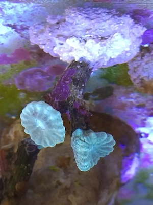 Caulastrea Furcata mint