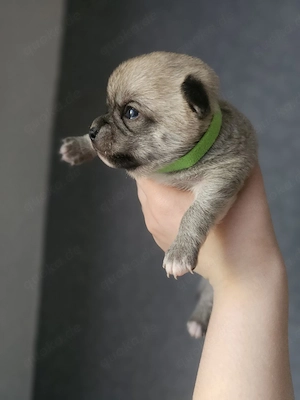 Reinrassige Chihuahua Welpen ab Juni abzugeben 