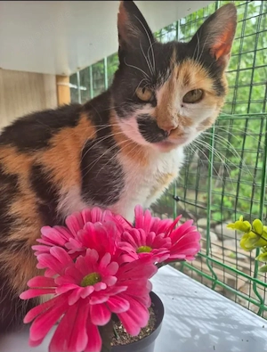 Alice Verkuscheltes Glückskätzchen sucht harmonische Familie