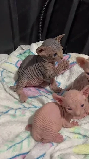 Unsere reinrassigen Sphynx-Kätzchen  Bild 4