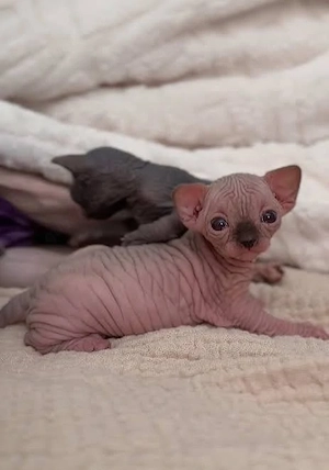 Unsere reinrassigen Sphynx-Kätzchen  Bild 2