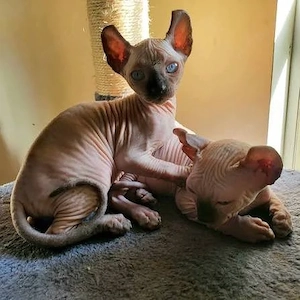 Unsere reinrassigen Sphynx-Kätzchen  Bild 3