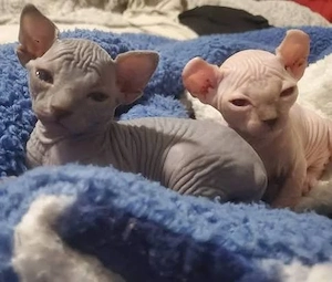 Unsere reinrassigen Sphynx-Kätzchen  Bild 5