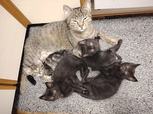 4 Kitten abzugeben