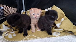 Reinrassige BKH Kitten
