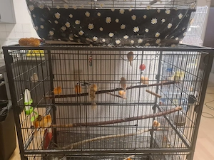 kanarinienvogel