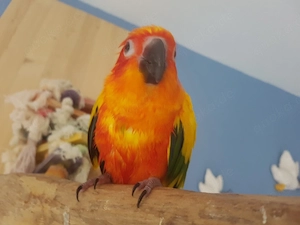 Sonnensittich 9Jahre mit Zubehör
