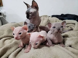 Unsere reinrassigen Sphynx-Kätzchen 