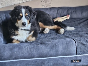 Australian shepherd rüde abzugeben