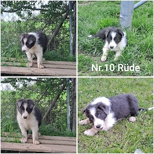 3 Border collie welpen   Rüden