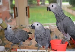 Graupapageien-Pärchen, Hahn und Henne Bild 2
