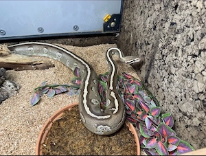 Königspython 0.1 "Fire Mojave Twist" Python Regius Nz21