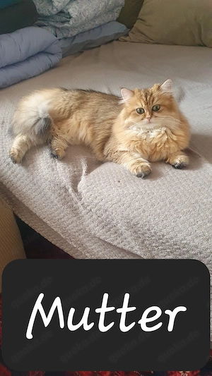 Wunderschöne Britisch Langhaar Kitten abzugeben - Abholung Bild 6