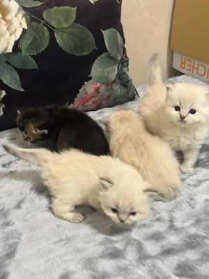 Wunderschöne Britisch Langhaar Kitten abzugeben - Abholung