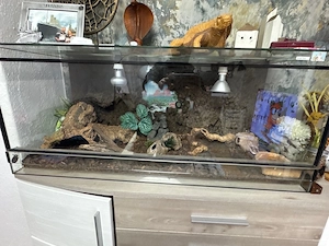 Stachelschwanzwaran Komplett mit Terrarium