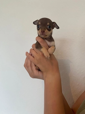 Noch ein Chihuahua Welpe