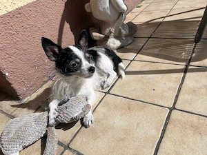 Kleiner Hund 