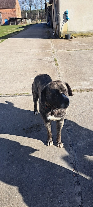 Dogo Canario Rüde abzugeben. 