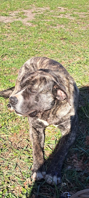Dogo Canario Rüde abzugeben. 