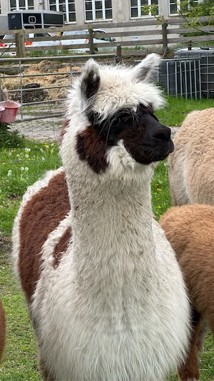 Alpaka Stute  Jungstute Appaloosa