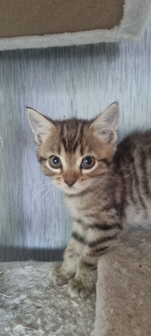 Babykatze sofort zum abgeben 