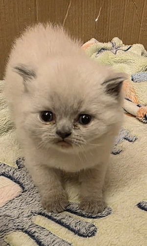 Brittisch kurzhaar Kitten 