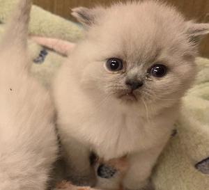 BKH Kitten