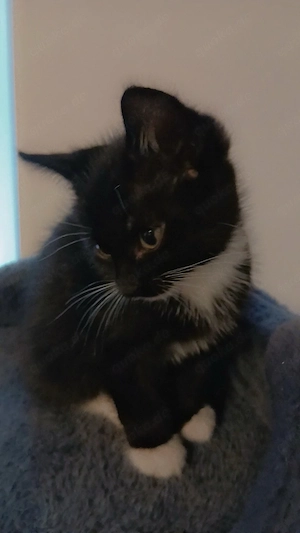 babykatze junge