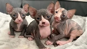 Seltene Sphynx-Kätzchen   Samt, Wärme & endloser Charakter