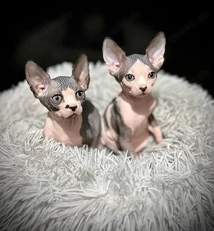 Wunderschönen Sphynx-Kitten suchen ein liebevolles Zuhause