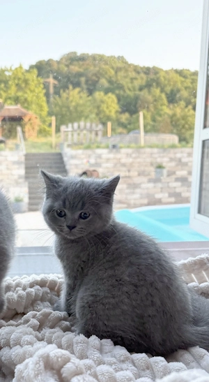 Noch 1 Britisch Kurzhaar Kater (10Wochen alt) in 2 Wochen abzugeben Bild 5