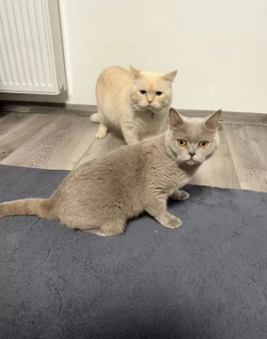 Noch 1 Britisch Kurzhaar Kater (10Wochen alt) in 2 Wochen abzugeben Bild 6