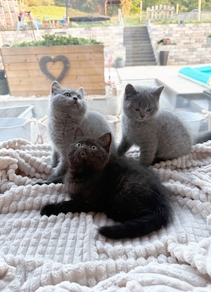 Britisch Kurzhaar Kitten in 3 Wochen abzugeben.