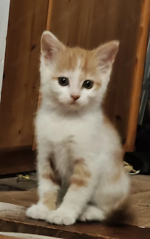 Perserkatzen Mischlinge kitten