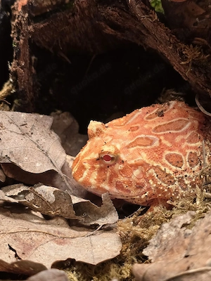 Schmuckhornfrosch