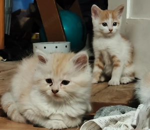 Perserkatzen Mischlinge kitten
