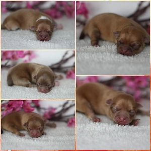 Wunderschöne Reinrassige Chihuahua Welpen Rüden Hündin Choco Red Brindle Langhaar.
