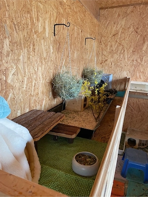 Meerschweinchen abzugeben 