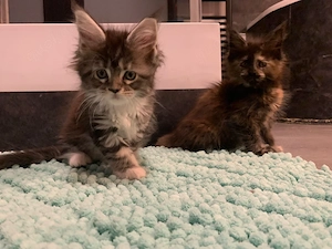 Maine Coon Kitten   Bild 2