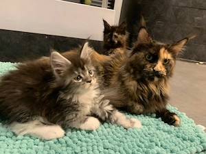 Maine Coon Kitten   Bild 3