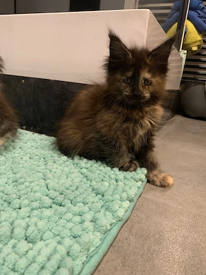 Maine Coon Kitten   Bild 4