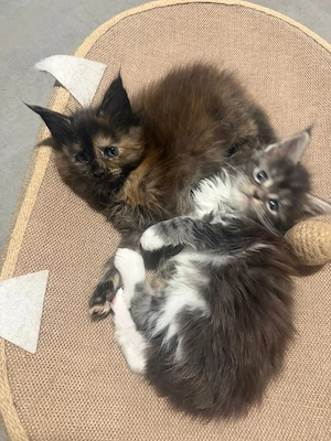 Maine Coon Kitten   Bild 5
