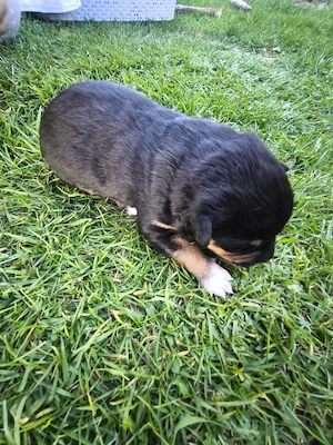 Rottweiler- Collie Mix Welpen suchen neues Zuhause! 