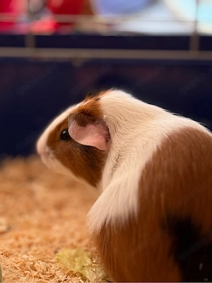 Meerschweinchen