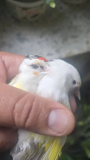 Steglitz Vögel 