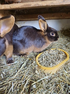 Lohkaninchen 