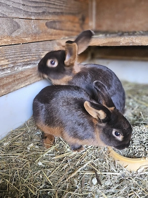 Lohkaninchen 