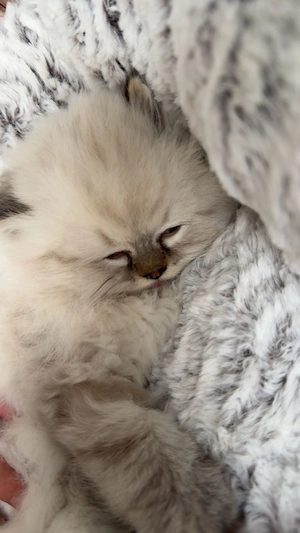 Persian Kater 2 Monat alt 