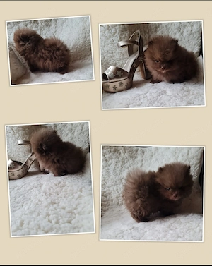 Pomeranian Zwergspitz mit Ahnentafel Ratenz.möglich